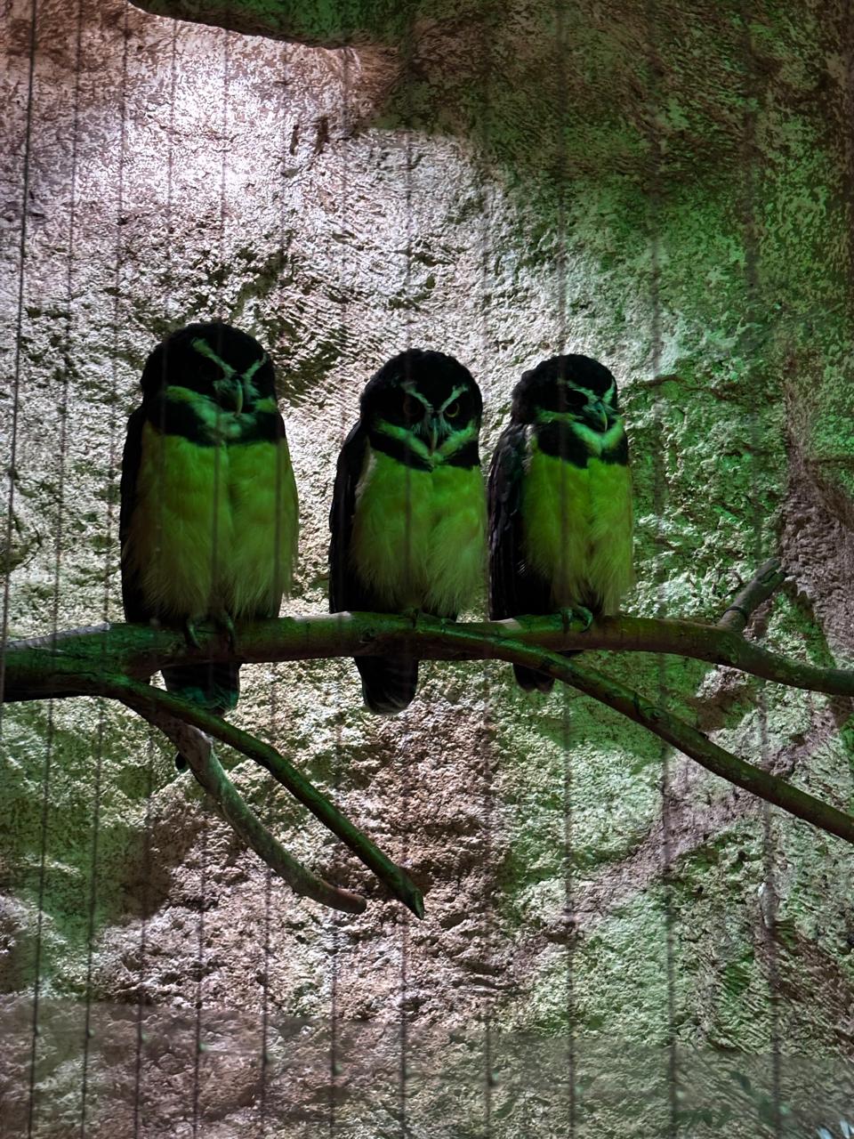 Three owls perched together on a branch