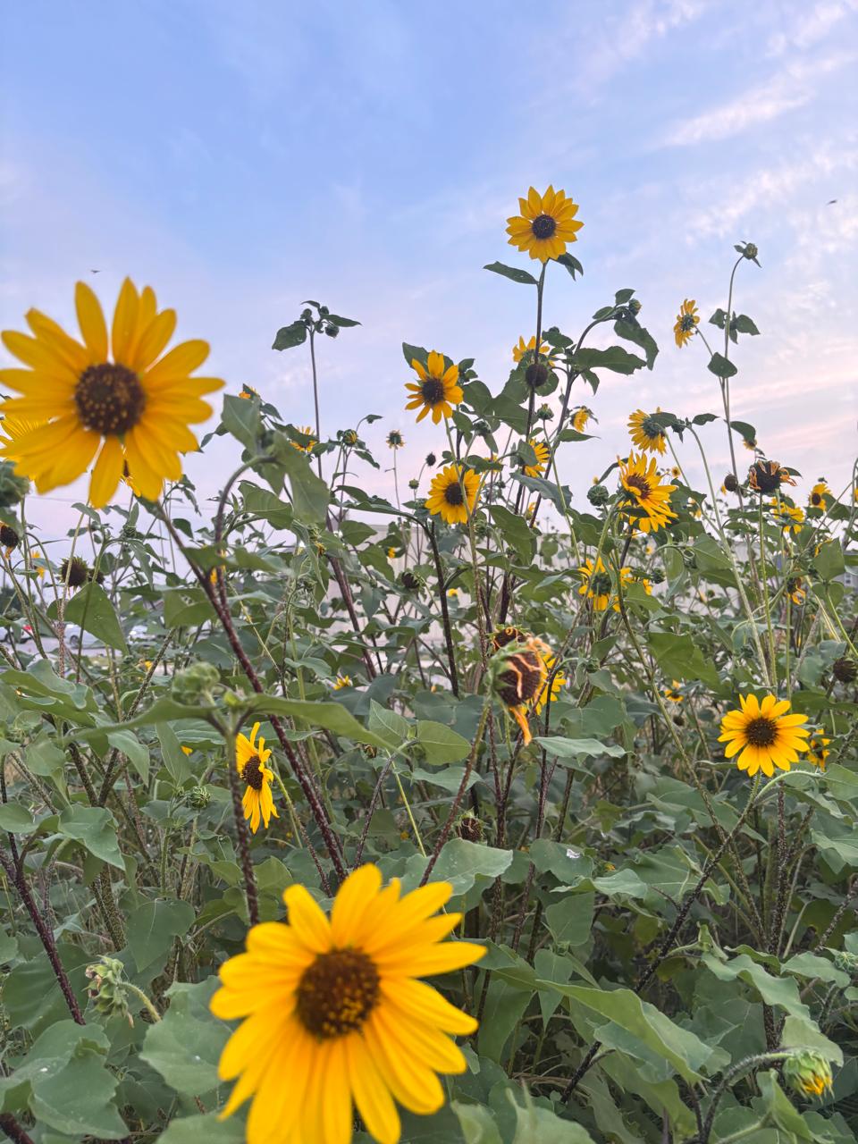 Tall yellow sunflowers beneath a pale blue sky